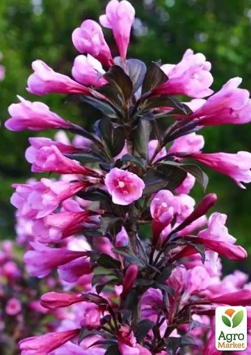 Саджанець Agro-Market Вейгела Nana Purpurea (Краснолиста) (103559) - фото 2