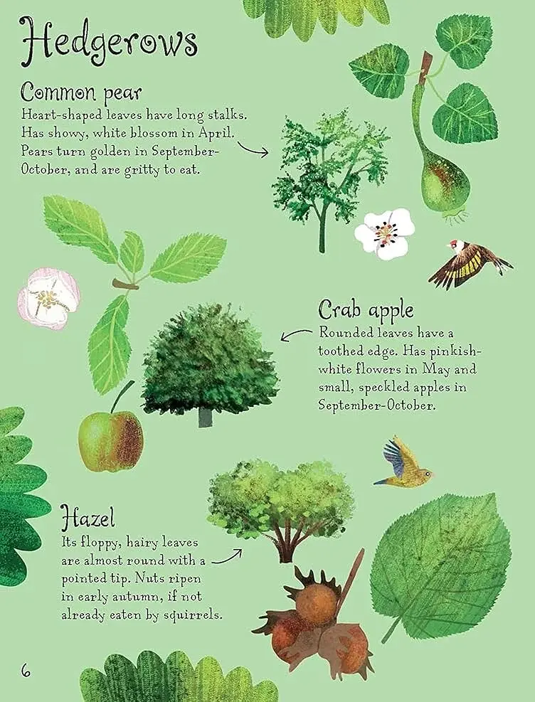 Trees to Spot. Usborne Minis - фото 5