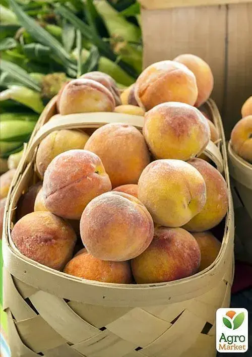 Саженец Agro-Market Персик Золотой Юбилей (летний сорт, среднеспелый срок созревания) 1 шт. в упаковке (15916) - фото 2