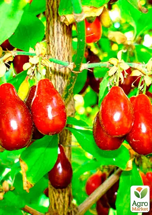 Саженец Agro-Market Кизил Выдубицкий (средний срок созревания, крупноплодный сорт) 1 шт. в упаковке (35873) - фото 2