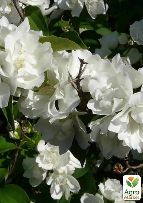 Жасмин гібридний садовий (чубушник) "Bouquet Blanc" С2 (175126) 1 саженец - фото 4