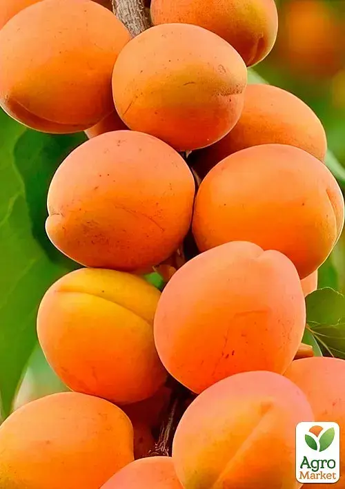 Саджанець Agro-Market Абрикос колоноподібний Голд (середній термін дозрівання) 1 шт. в упаковці (178846) - фото 2