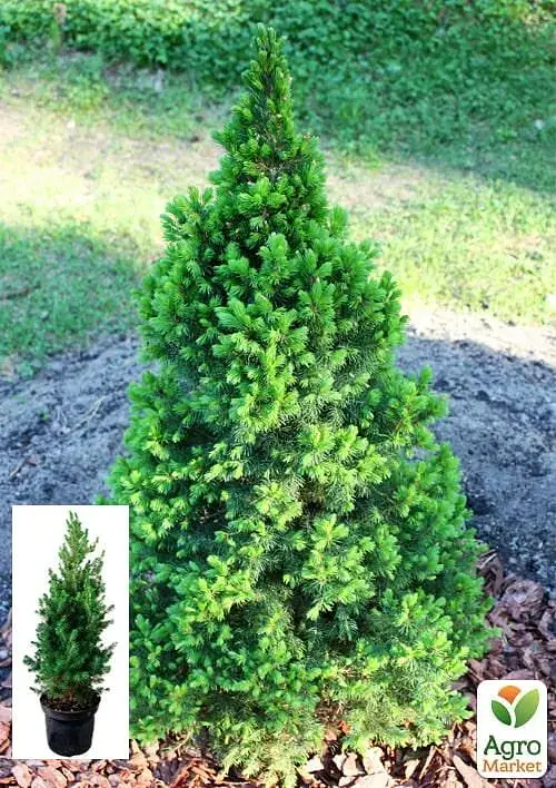 Саженец Agro-Market Ель 3-летняя канадская Conica С3 высота 45-55 см 1 шт. в упаковке (62767) - фото 2