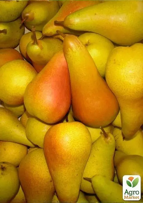 Саджанець Agro-Market Груша сонячного кольору Медова насолода (Honey pleasure) (преміальний, високоврожайний, соковитий сорт) 1 шт. в упаковці (47679) - фото 2