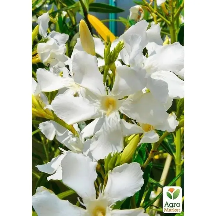 Саженец Agro-Market Олеандр белый Soeur Agnes С10 высота 130-150 см (180160) 1 шт. в упаковке - фото 2