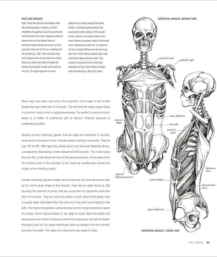 Anatomy for the Artist - фото 5