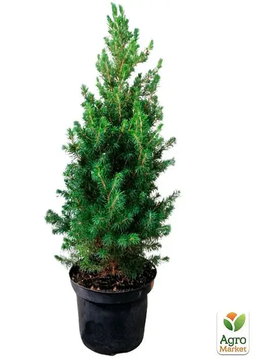 Саженец Agro-Market Ель 3-летняя канадская Conica С3 высота 45-55 см 1 шт. в упаковке (62767) - фото 3