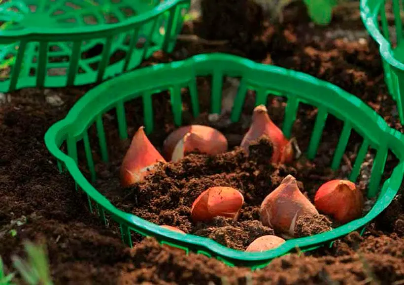 Кошик для цибулин Form-Plastic Круглий-30 3.2 л зелений (0561-017) - фото 4