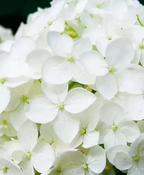 Гортензия Agro-Market Bright White крупнолистная белая 1 саженец в упаковке (44818) - фото 2