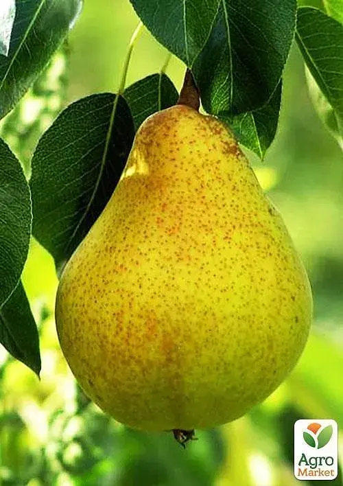 Саджанець Agro-Market Груша Жозефіна (зимовий сорт, пізній термін дозрівання) 1 шт. в упаковці (39891) - фото 3