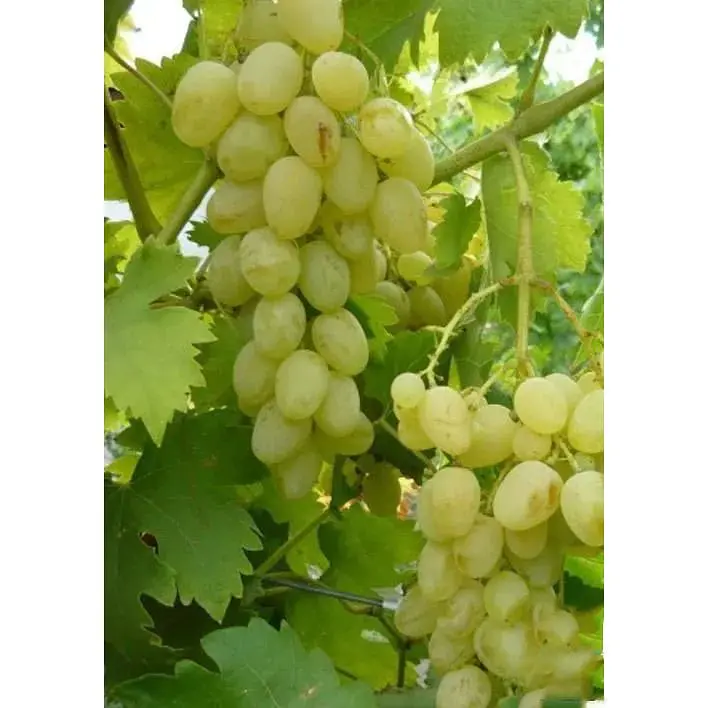 Саджанець Agro-Market Виноград Княгиня Ольга (середній термін дозрівання, ягоди можуть зберігатися до Нового року без зміни смаку) 1 шт. в упаковці (25531) - фото 4