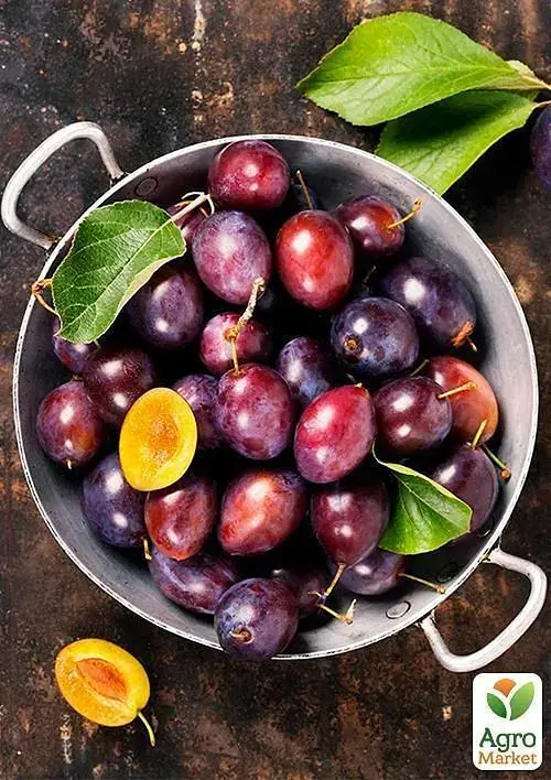 Саджанець Agro-Market Слива Президент (осінній сорт, пізній термін дозрівання) 1 шт. в упаковці (20942) - фото 3