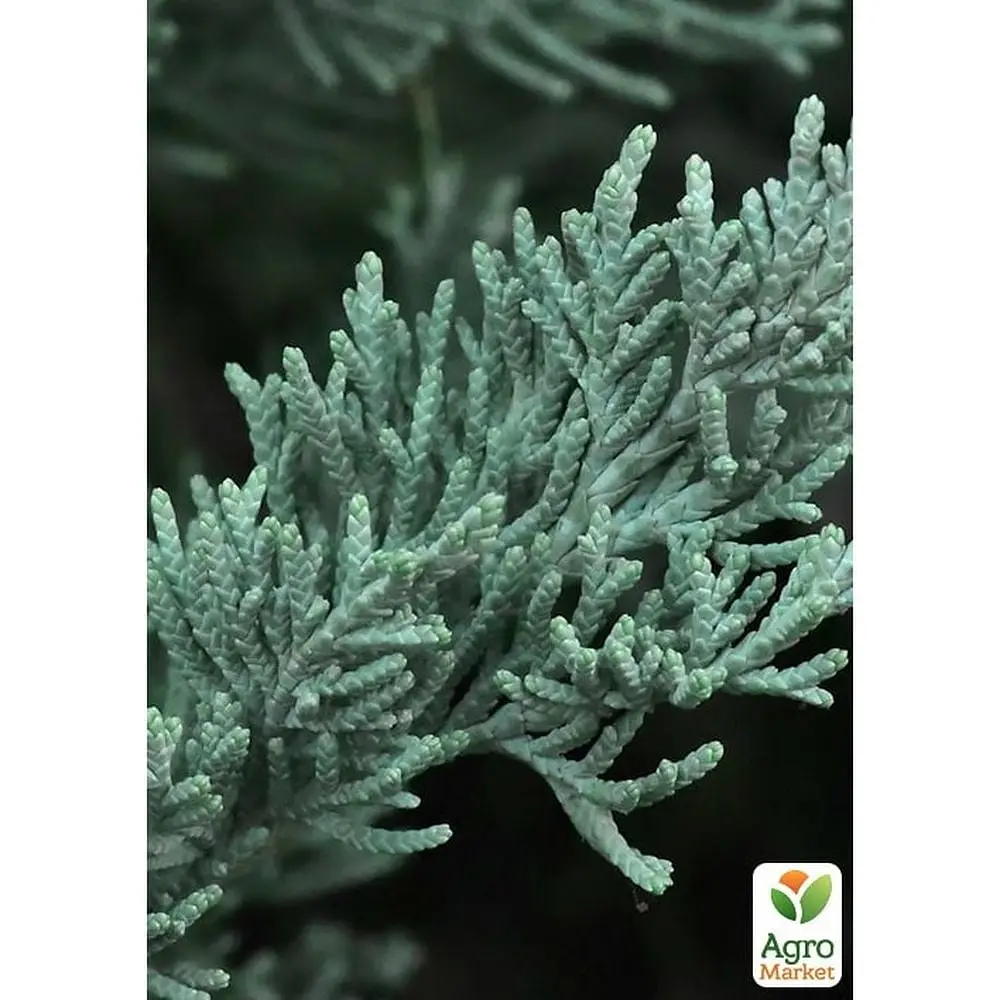 Саджанець Agro-Market Ялівець скельний Moonglow С10, висота 110-130 см (176726) - фото 2