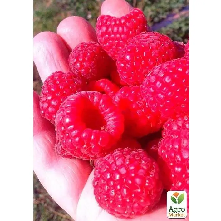 Саженец Agro-Market Малина Полана укорененная в контейнере (ремонтантный сорт) (182755) 1 шт. - фото 2