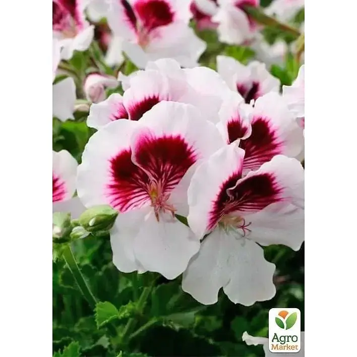 Саджанець Agro-Market Пеларгонія Королівська Novita Classic White Star (176673) 1 шт. в упаковці - фото 2