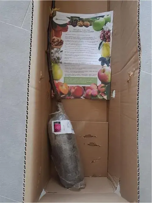 Саджанець Agro-Market Яблуня Байя Маріса (з ароматом полуниці, червоном'яса) 1 шт. в упаковці (48603) - фото 4