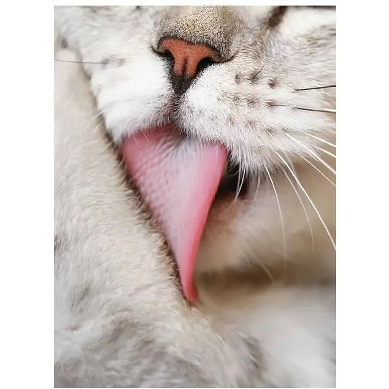 Cats: A Celebration of Our Feline Friends - Фотопулос Джулианна - фото 4