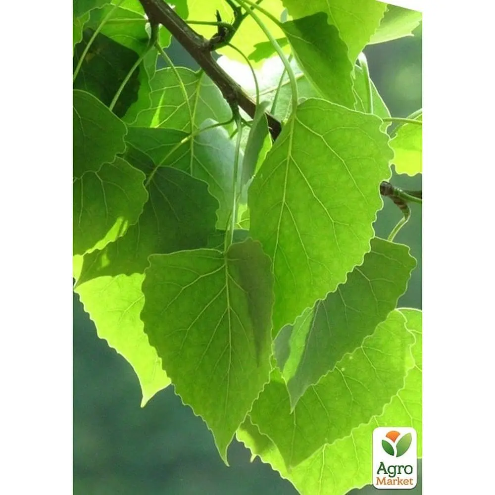 Саджанець Agro-Market Береза лікувальна Міріс (швидко зростаюча, невибаглива) (177474) - фото 5