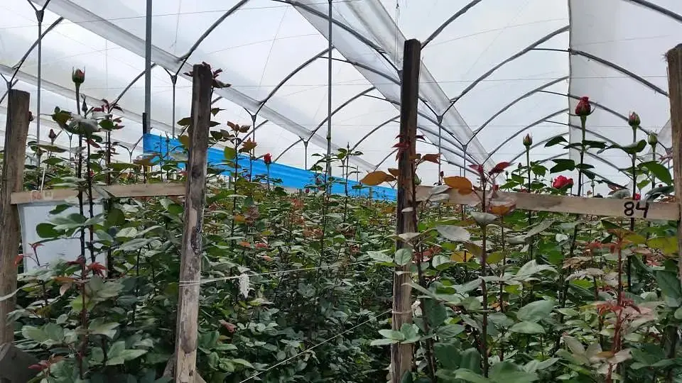 Синя клейова пастка Russell IPM від трипс з малюнком та феромоном (2 рулони 15х100 м) - фото 5