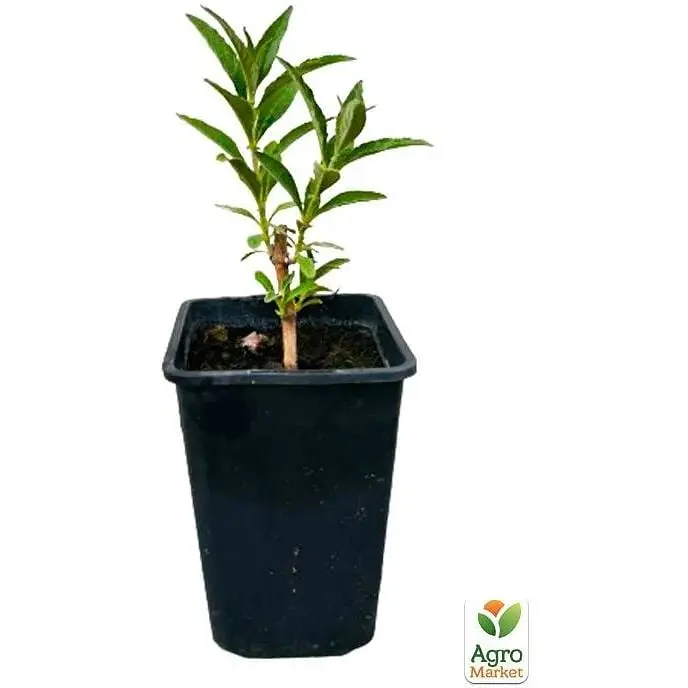 Саджанець Agro-Market Буддлея Давида Adonis Blue С3 висота 20-40 см (153831) 1 шт. в упаковці - фото 4