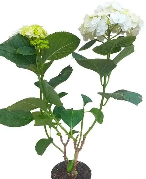 Гортензія Agro-Market Doppio Bianco Hydrangea macrophylla квітуча крупнолиста вазон С15 1 саджанець в упаковці - фото 2