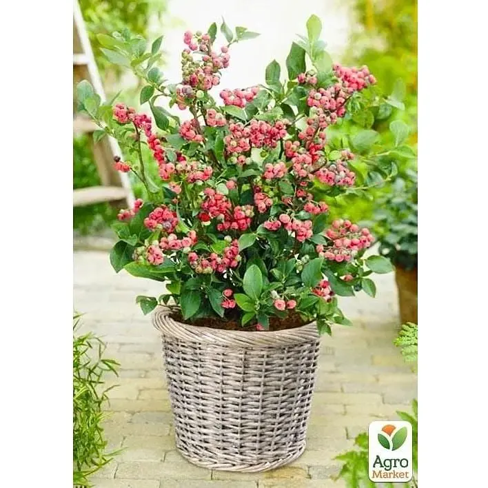 Саджанець Agro-Market Чорниця рожева Pink Lemonade (сортова, укорінена) висота 50-70 см (152495) 1 шт. - фото 2
