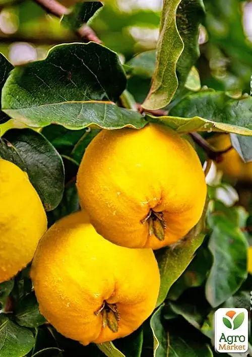 Саженец Agro-Market Айва Подарок Внуку (осенний сорт, ранний срок созревания) 1 шт. в упаковке (178190) - фото 2