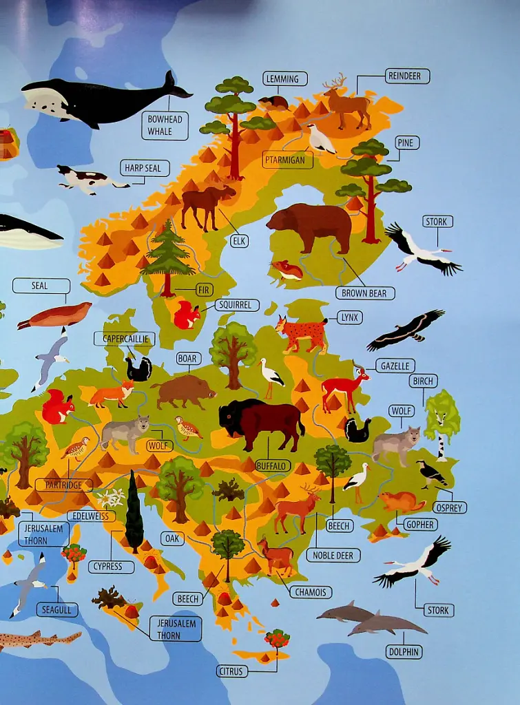Тварини і рослини світу / Animals and plants of the world - - фото 7
