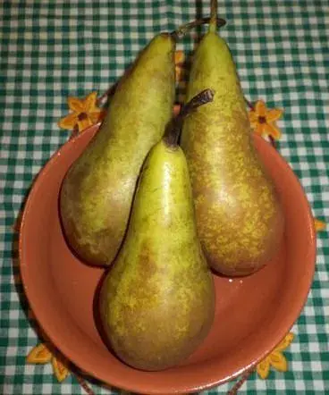 Саженец Agro-Market Груша Конференция (зимний сорт, поздний срок созревания) 1 шт. в упаковке (21365) - фото 2