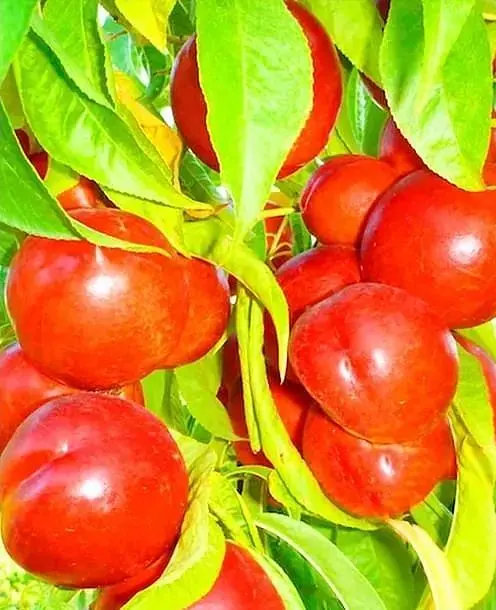 Саженец Agro-Market Нектарин Флейвор Топ (летний сорт, средний срок созревания) (39945) 1 шт. в упаковке - фото 2