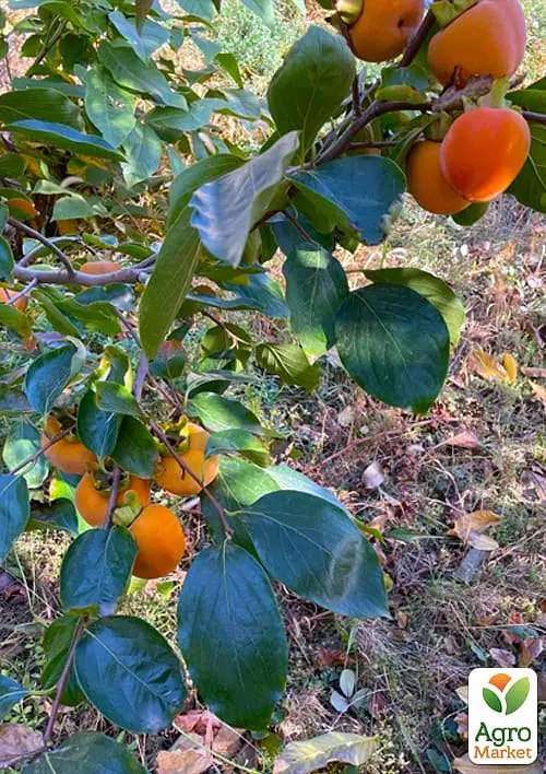 Саджанець Agro-Market Хурма Джон Рік на віргінській морозостійкій підщепі 1 шт. в упаковці (50071) - фото 4