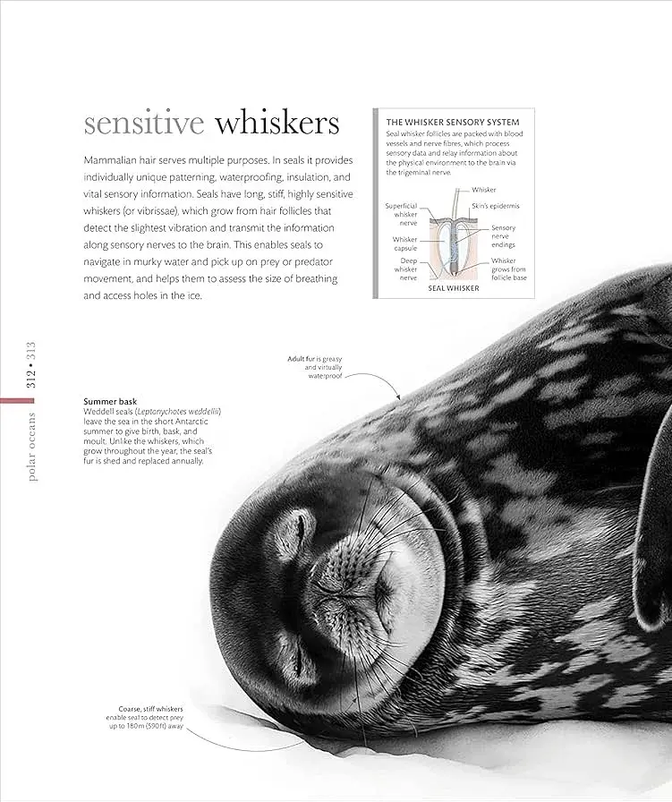 The Science of the Ocean. The Secrets of the Seas Revealed - фото 12