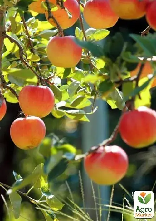 Саджанець Agro-Market Яблуня Аполлон (літній сорт, ранній термін дозрівання) 1 шт. в упаковці (39839) - фото 2