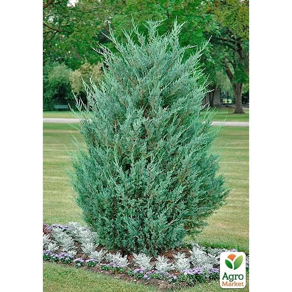 Саджанець Agro-Market Ялівець скельний Moonglow С10, висота 110-130 см (176726) - фото 3