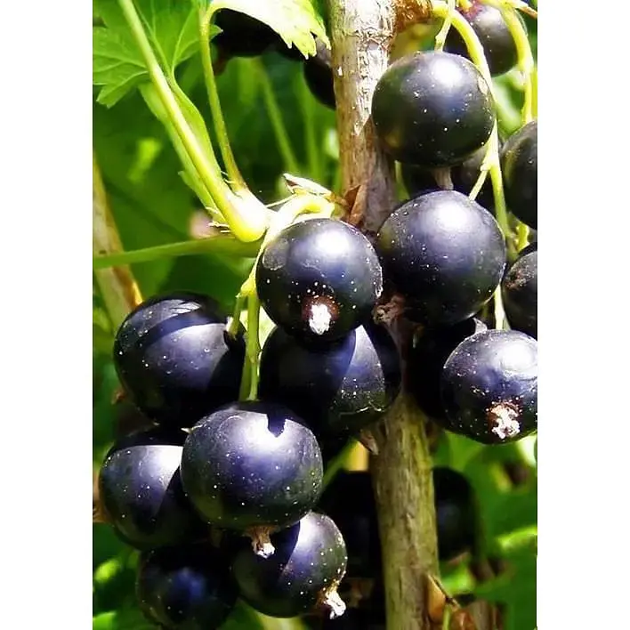Саджанець Agro-Market Смородина чорна Чорний Бумер (ранній термін дозрівання, смак один з кращих серед великоплідних) 1 шт. в упаковці (17544) - фото 3
