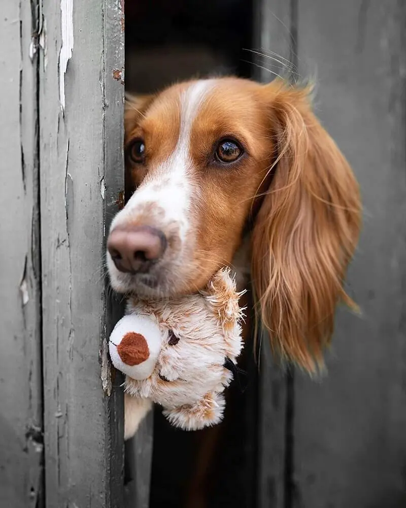 Інтерактивна м'яка іграшка для собак Pet Qwerks Dog Squeak Toys "Growling Bear" - фото 3