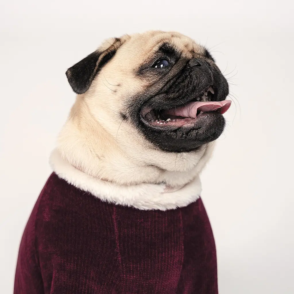 Костюм Pet Fashion Spell XS різнокольоровий - фото 3