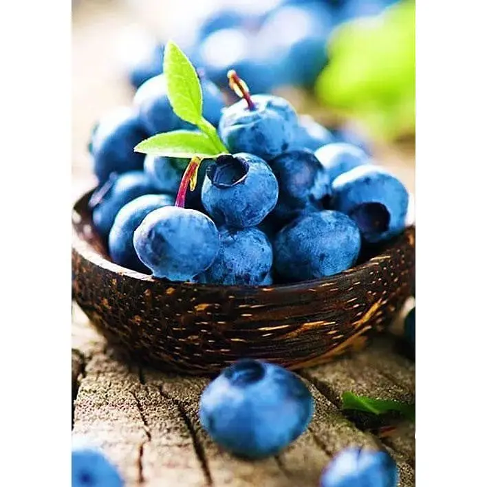 Саджанець Agro-Market Лохина (чорниця садова) Легасі (Legacy) (пізній термін дозрівання, один з найбільш високоврожайних сортів) 1 шт. в упаковці (20758) - фото 3