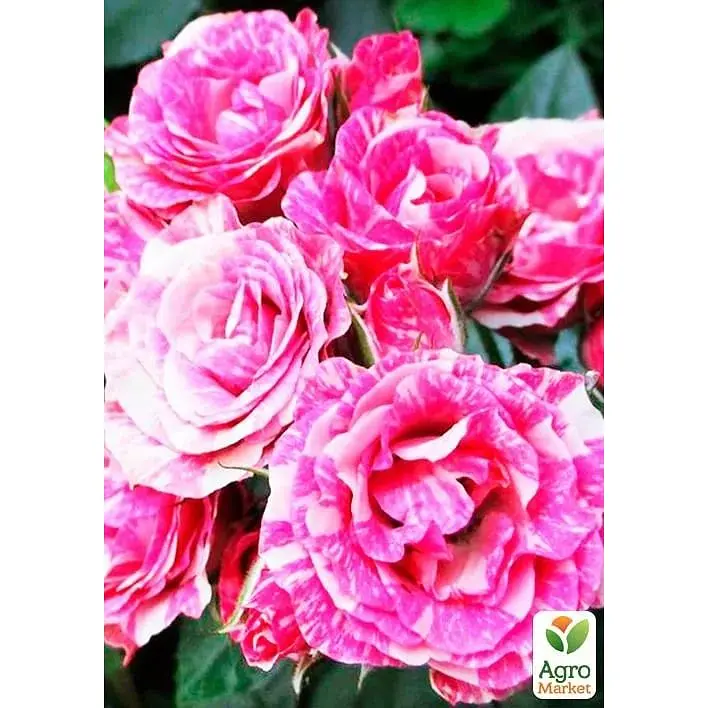Троянда дрібноквіткова (спрей) Agro-Market Flash Pink саджанець класу АА+ вищий сорт New 1 шт. в упаковці (45919) - фото 2