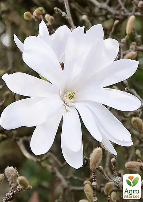 Саженец Agro-Market Магнолия 4-х летняя Stellata (высота 60-80см) (181442) - фото 4