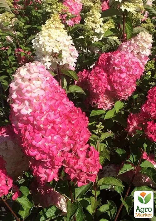 Саджанець Agro-Market Гортензія волотиста 2-х річна Strawberry Blossom висота саджанця 20-30см (176634) - фото 2