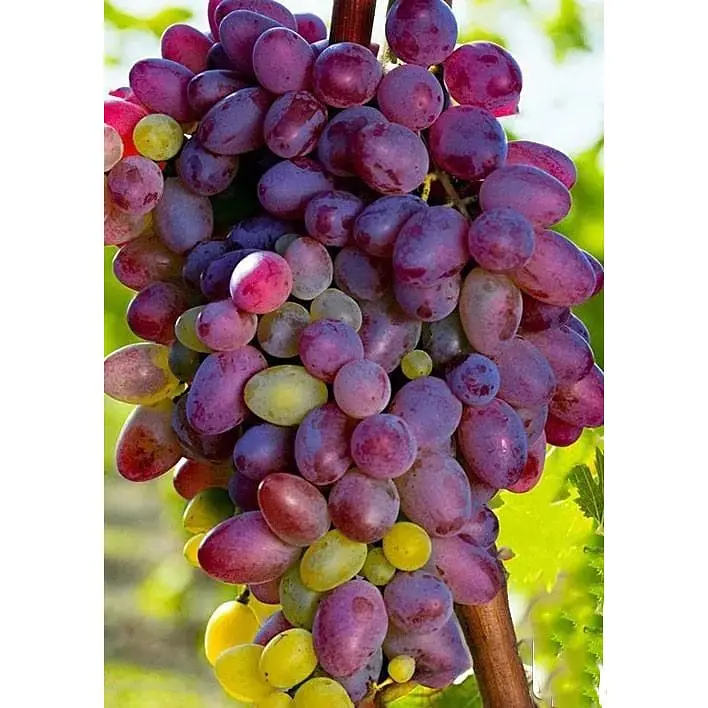 Саджанець Agro-Market Виноград Красуня (ранній термін дозрівання) 1 шт. в упаковці (25523) - фото 4