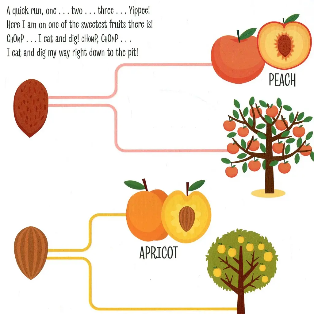 My First Book of the Vegetable Garden. Montessori: A World of Achievements - фото 9
