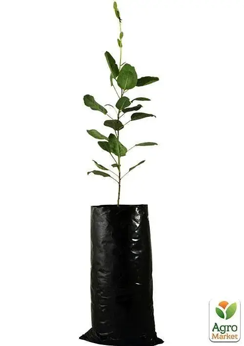Саженец Agro-Market Фисташка Амелия (Amelia) (высокоурожайный, морозостойкий сорт) 1 шт. в упаковке (47680) - фото 3