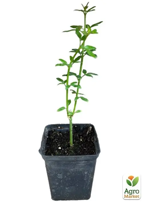 Саженец Agro-Market Жасмин желтый Humile (нежный аромат, высокая декоративность) (152485) - фото 2