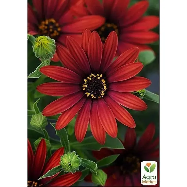Саженец Agro-Market Остеоспермум Roberta (контейнер №10 высота 10-20 см) (49090) 1 шт. в упаковке - фото 3