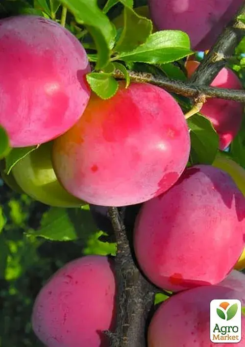 Саженец Agro-Market Слива диплоидная Октобер Сан (великоплодный сорт, средний срок созревания) 1 шт. - фото 2