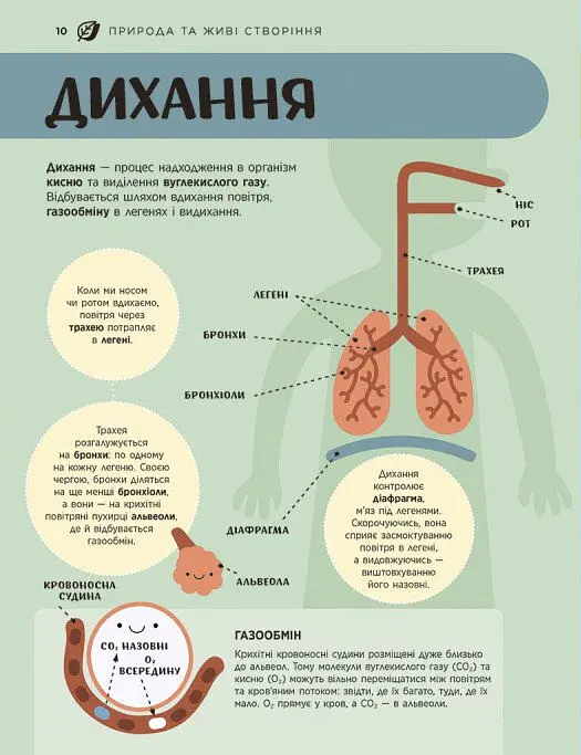 Енциклопедія STEM для дітей: 100 понять майбутнього генія - Дженні Джекобі - фото 11