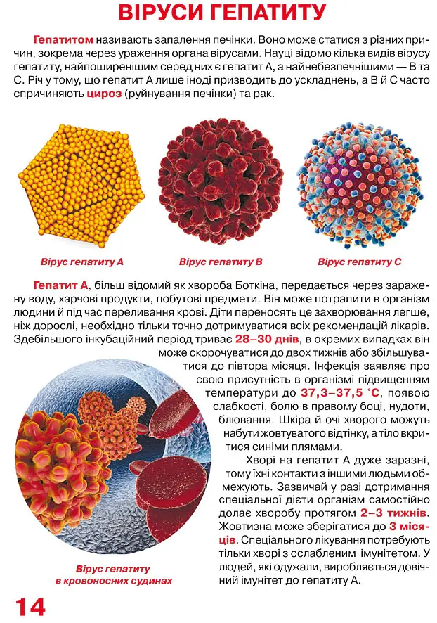 Велика книжка. Віруси - - фото 4
