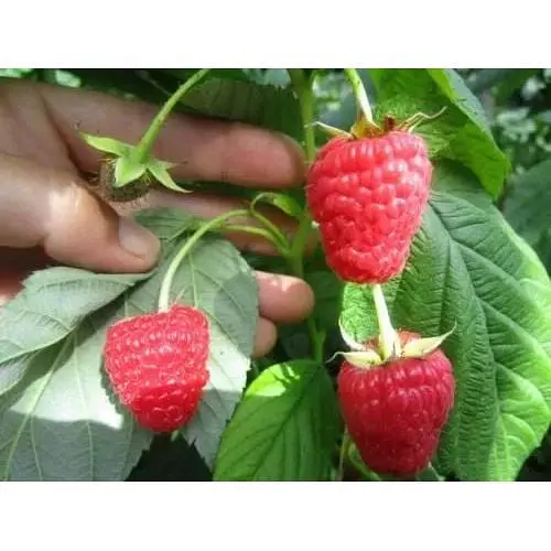 Саджанець Agro-Market Малина Хімба Топ (Himbo-Top) (ремонтантний великоплідний сорт) 2 шт. в упаковці (24602) - фото 2